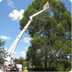 Tree Lopping